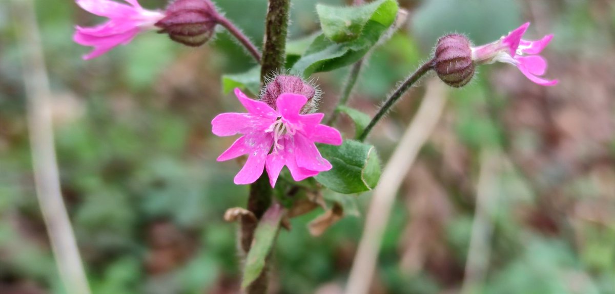 Beautiful flowers in bloom at @WoodlandTrust #Huckingestate, including Wood Sorrel, the magnificent Common Toothwort, Bluebells, Wood Anemone, and a bright flash of Red Campion @wildflower_hour #woodlandflowers #flora #woodland #ancientwoodland #kentflora @kent_field @BSBIbotany