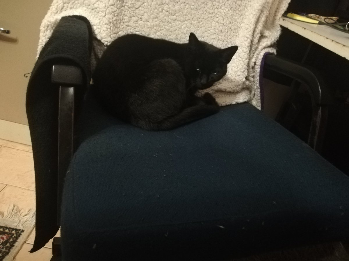 MattyMyst's tweet image. Scania decided to end this evenings stream by occupying my seat. Feels bad.

#kindnessispunk #twitchaffiliate #leagueoflegends #pierced #blackouttattoo #catdad