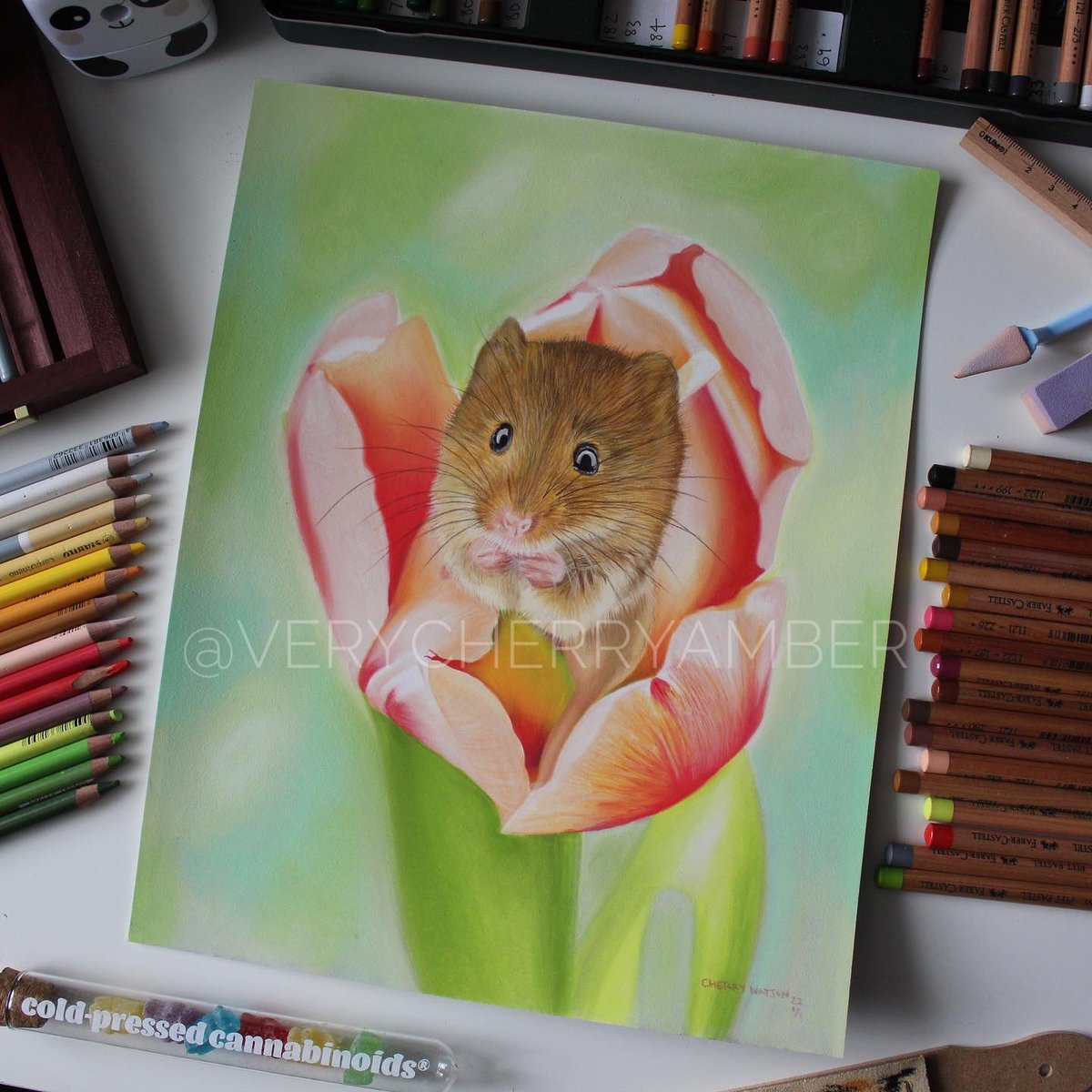 verycherryamber's tweet photo. Spring themed drawing competed 🥹🌷🌱 https://t.co/mbvPOJe8PL
