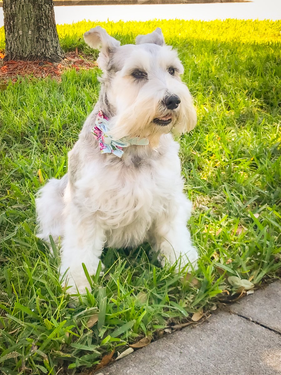 Lillythedog_com's tweet photo. Embracing Spring Living 🌼🌿
https://t.co/WX8jKph3Ja

https://t.co/4RkGnyuSus

#springtime #dogcollar #dogharness #dogleash #doglover #puppylove #petfriendly #dogmomlife #pawrent #puplife #lifewithdogs #dogmama #dogbowtie #pet #doggrooming #dogsofinsta #dogsdaily #dogaccessories https://t.co/WfKcB0u7YM