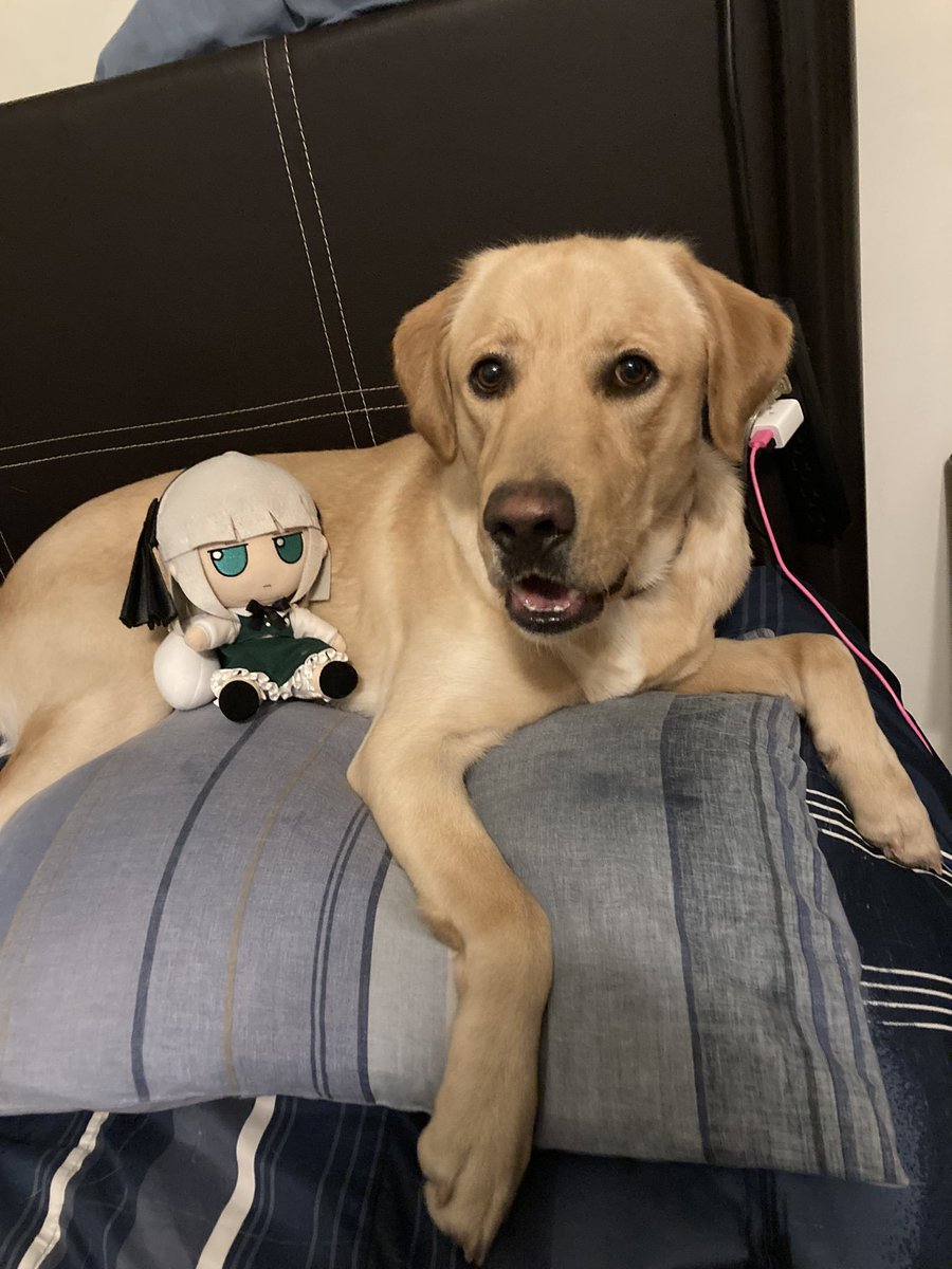 Daily Fumo Pictures 🏳️‍⚧️ tweet media