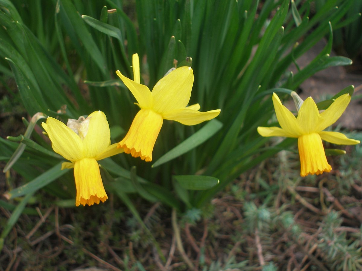Трохи релаксу з нашого Садку у цей буремний час
Розпочавсь сезон нарцисів