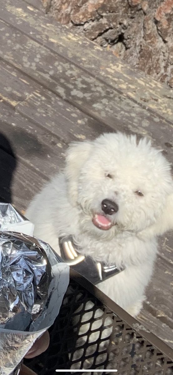 Matt Schlicht tweet media