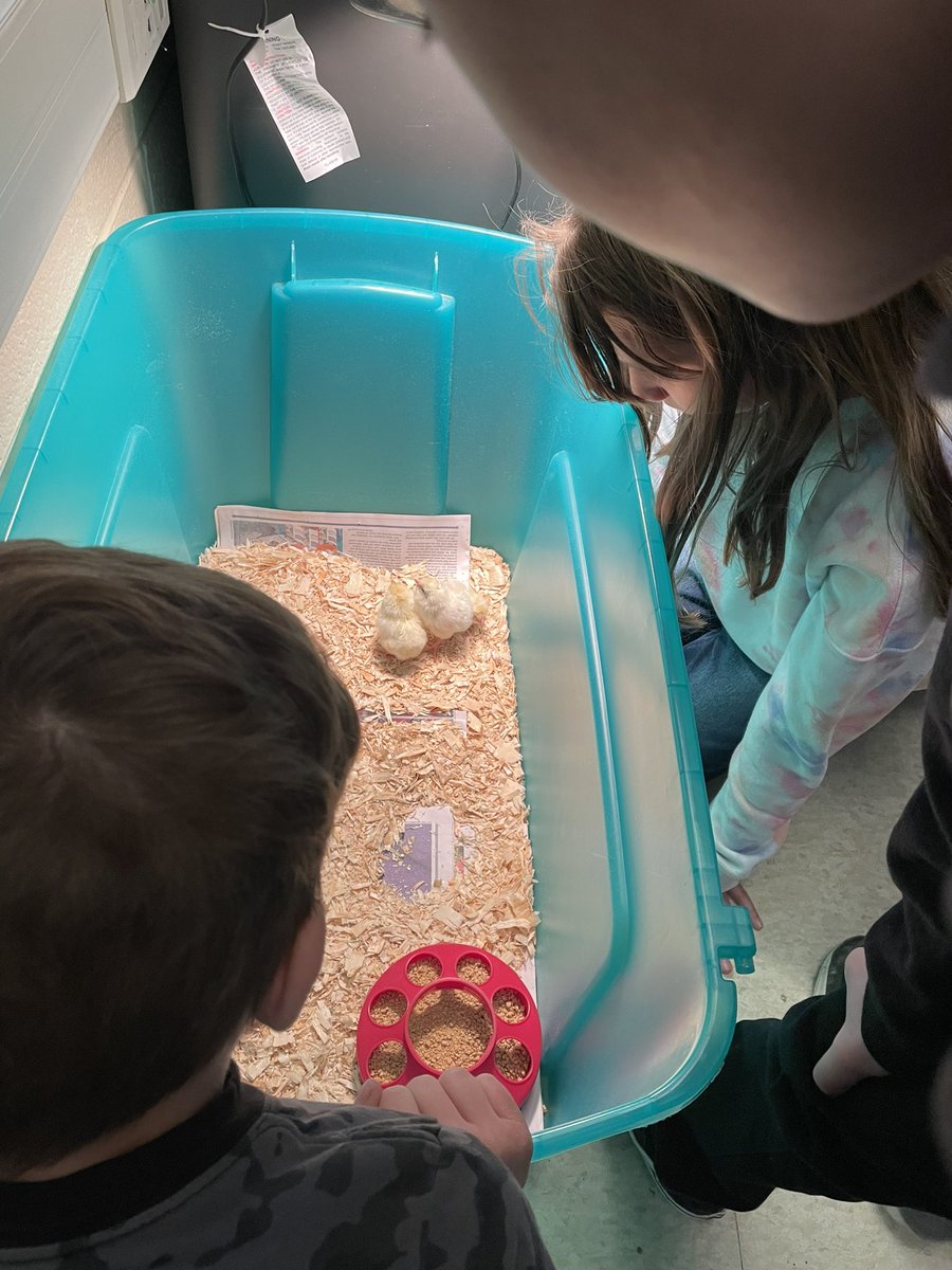 MrsWallsFC's tweet photo. Chicks are hatching in 4th grade! https://t.co/Il3CIINGkU