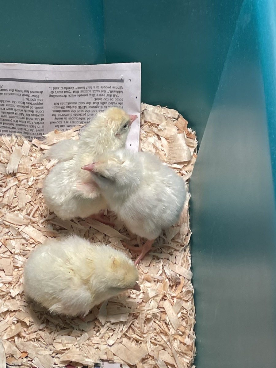 MrsWallsFC's tweet photo. Chicks are hatching in 4th grade! https://t.co/Il3CIINGkU