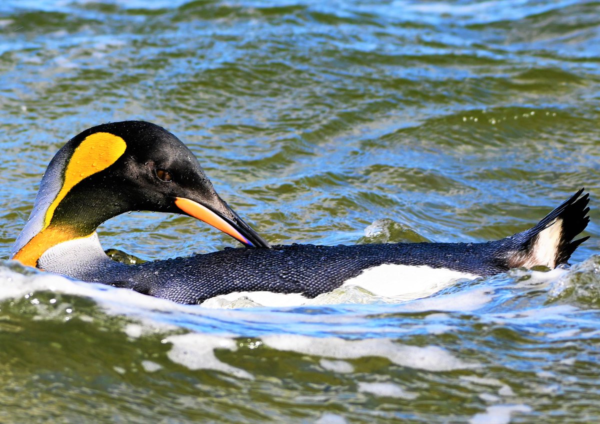 kelper60's tweet photo. #king #penguin #naturelover #falklandislands Day on the beach with #Royalty #volunteerpoint spent most of my time watching the Kings bathing.. https://t.co/q7tiOSr5Jt