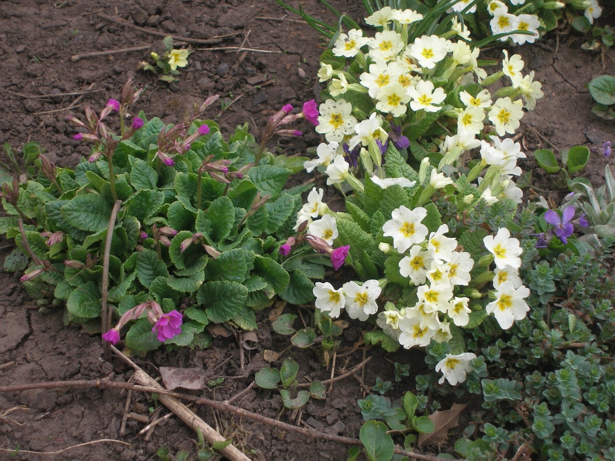 Лагідні первоцвіти (примули) потрохи збільшують ареал
Одеську зиму вони переносять легко, а от літня спека для них згубна, краще місто у затінку