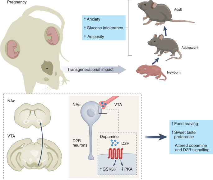 NatMetabolism's tweet photo. Online now! Dopamine drives food craving during pregnancy https://t.co/v5Up5fTVAw https://t.co/PbLah5B3T7