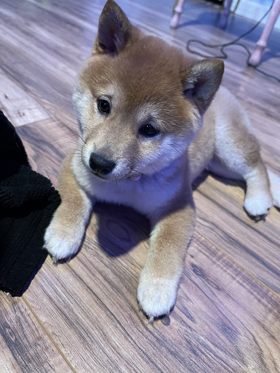 My new baby Miki! 😍♥️