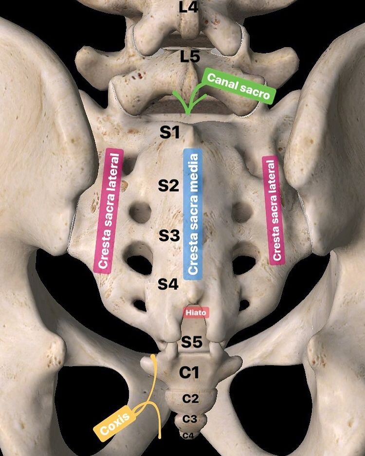 fisiomovimiento's tweet photo. #FelizLunes
❌ SACRO ❌
🔸 Anatomía 1/2 Visión posterior
Repost from @mxphysio
#kinesiologo #anatomia #anatomy #sacro #visionposterior #anatomiasacro #canalsacro #crestasacralateral #crestasacramedia #hiato #coxis https://t.co/BfAewB4qy6