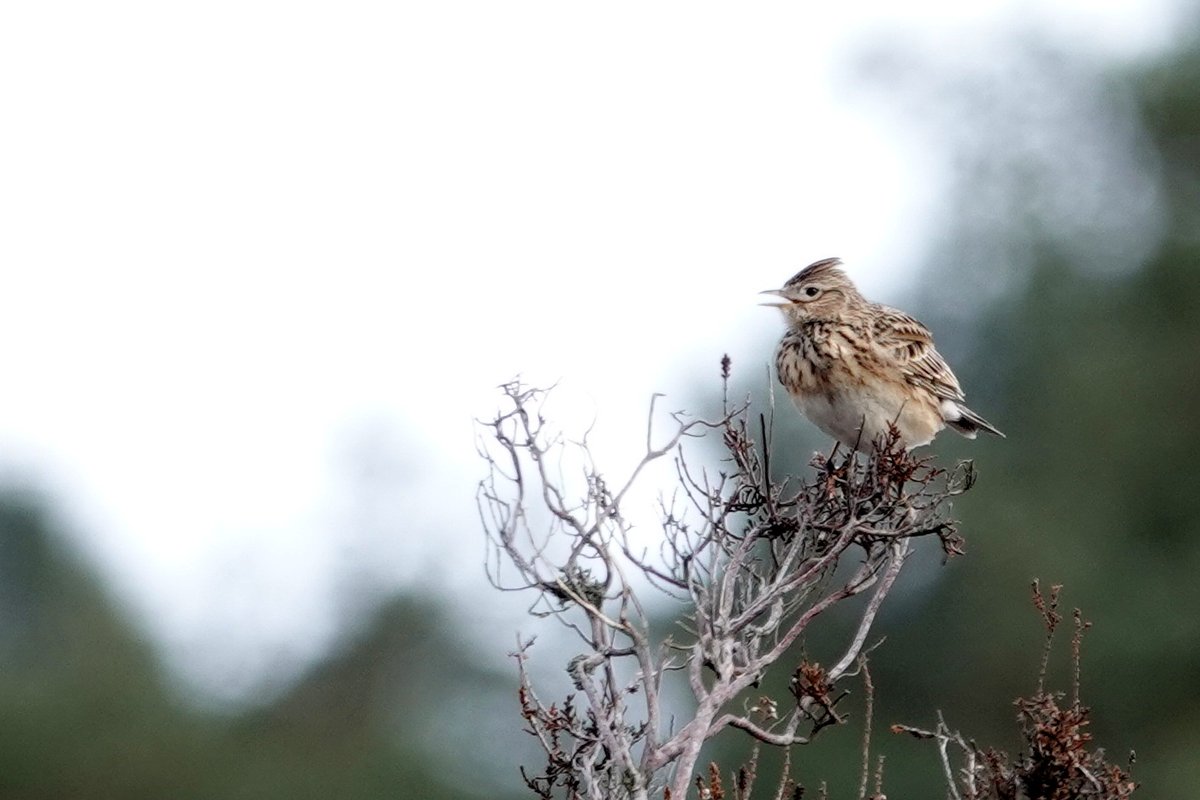boomleeuwerik, geen uitbundige vlucht de lucht in vandaag!