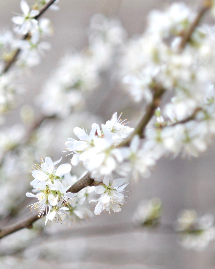 The weather's a little dreich, but at least there's the damson blossom on this cold, dreary April day! 

#damsonblossom #seasonalshift #springiscoming