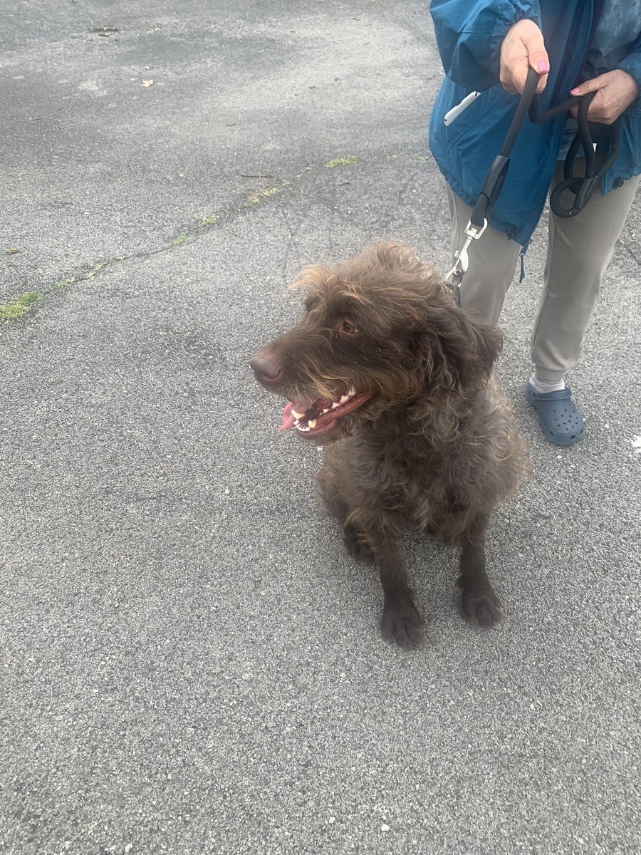 RiesSLP's tweet photo. @joeimel we found a dog with leash still attached.  Covington Woods Park area https://t.co/1WljDqDThc