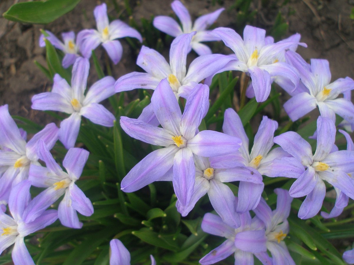 Пушкінія та хіонодокса достатньо невибагливі
Легко насіюються, особливо пушкінія, за декілька років формується ціла галявинка