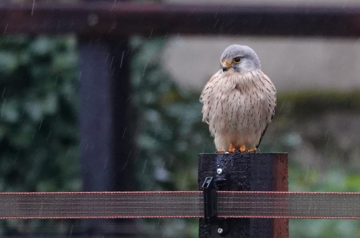 onverstoorbaar in de regen... #torenvalk
fijne avond voor jullie allemaal en slaap lekker straks💤✨😴