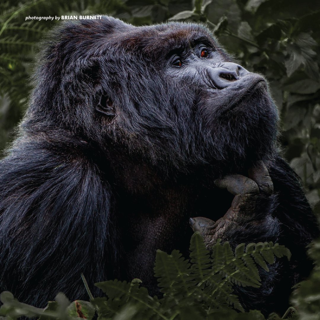 AWF_Official's tweet photo. Where to next for Rwanda's gorillas? 🦍 Join Ubuntu Travel and our partners for a special LIVE event on Thursday April 14 2022 to discuss a critical conservation &amp; development initiative to expand the Volcanoes National Park in Rwanda. 🦍 Register today: https://t.co/OwfJ5f3kQX https://t.co/yZw0OAb3ew