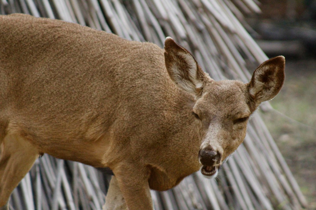 A deer in our Maidu village, whats he thinking? #eync