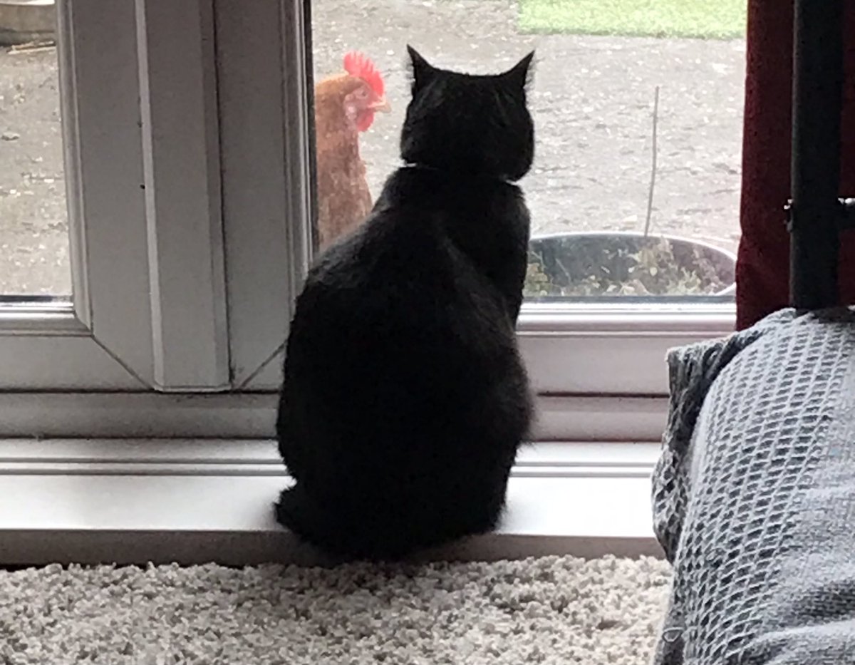 michellesleeart's tweet photo. My chicken really wants my cat to come out to play  #animalsaresocute https://t.co/DpvKNOyrPw
