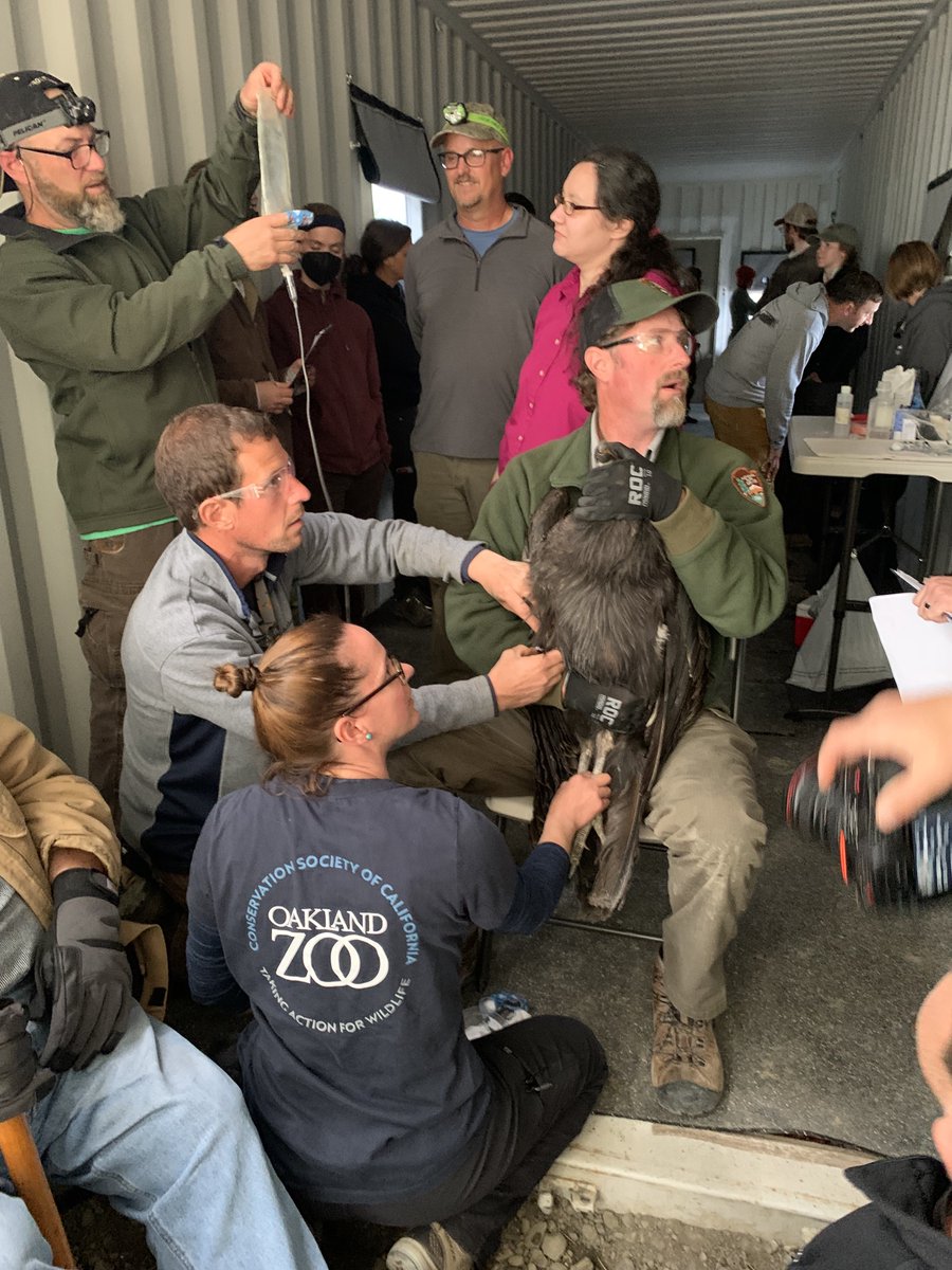 oakzoo's tweet photo. We are soaring with pride to be serving as the primary advisory veterinarians at a brand new CA Condor release site in Northern CA in @TheYurokTribe territory in Redwood Nat'l Forest.
First 4 condors onsite and will be released next month!
@Ventana_WS @USFWS @SequoiaParkZoo https://t.co/zOGIPHWHc0
