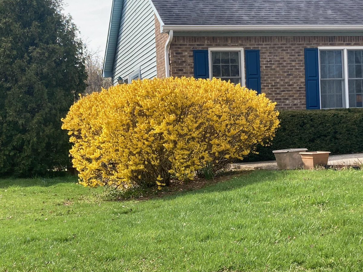 Jonathan Larson (@bugmanjon) on Twitter photo Getting lots of annual bluegrass weevils #ABW here in KY. In Paris, KY and got 137 adults in soap flushes in 4 sqft. Still in low hundreds for growing degree days and forsythia just hit full gold. Get out and check now rather than wait for the half gold and half green bushes! Getting lots of annual bluegrass weevils #ABW here in KY. In Paris, KY and got 137 adults in soap flushes in 4 sqft. Still in low hundreds for growing degree days and forsythia just hit full gold. Get out and check now rather than wait for the half gold and half green bushes!