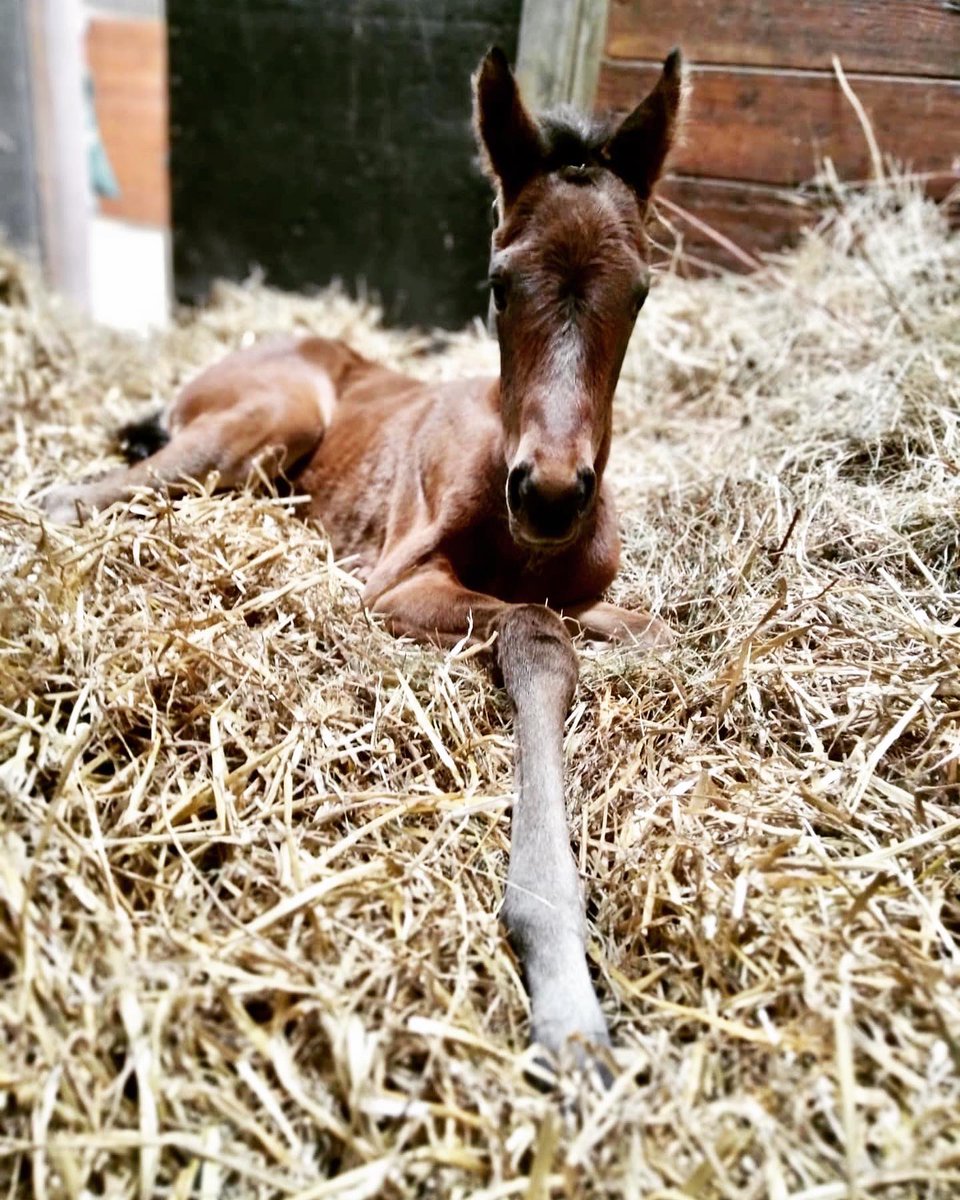 HarasOmbreville's tweet photo. 🎶 𝗚𝗜𝗥𝗟𝗦 𝗟𝗜𝗞𝗘 𝗬𝗢𝗨 🎶

🎀 Welcome to Baby 𝟮𝟳 : a 𝗴𝗼𝗿𝗴𝗲𝗼𝘂𝘀 filly by @Goerlsdorf @Lanwades 𝙎𝙀𝘼 𝙏𝙃𝙀 𝙈𝙊𝙊𝙉 out of a mare by GALILEO 🎀

💌 𝗦𝘁𝗮𝗹𝗹𝗶𝗼𝗻 𝟮𝟬𝟮𝟮 : @sumbe_fr 𝘿𝙀 𝙏𝙍𝙀𝙑𝙄𝙇𝙇𝙀 💌

@FoalPhotos 
@Jour_de_Galop 
@bloodstocknews https://t.co/Z4BI68XouG