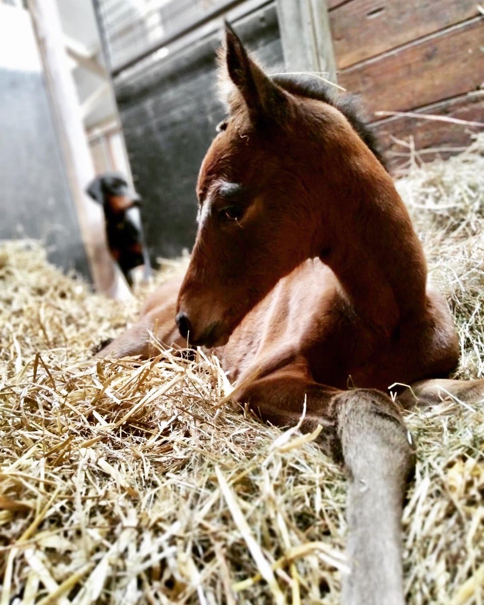 HarasOmbreville (@harasombreville) on Twitter photo ๐ถ ๐๐๐ฅ๐๐ฆ ๐๐๐๐ ๐ฌ๐ข๐จ ๐ถ
๐ Welcome to Baby ๐ฎ๐ณ : a ๐ด๐ผ๐ฟ๐ด๐ฒ๐ผ๐๐ filly by <a href="/Goerlsdorf/">Gestรผt Gรถrlsdorf</a> <a href="/Lanwades/">Lanwades Stud</a> ๐๐๐ผ ๐๐๐ ๐๐๐๐ out of a mare by GALILEO ๐
๐ ๐ฆ๐๐ฎ๐น๐น๐ถ๐ผ๐ป ๐ฎ๐ฌ๐ฎ๐ฎ : <a href="/sumbe_fr/">Sumbe</a> ๐ฟ๐ ๐๐๐๐๐๐๐๐ ๐
<a href="/FoalPhotos/">FoalPhotos.com</a>
<a href="/Jour_de_Galop/">Jour de Galop</a>
<a href="/bloodstocknews/">EBN</a> ๐ถ ๐๐๐ฅ๐๐ฆ ๐๐๐๐ ๐ฌ๐ข๐จ ๐ถ
๐ Welcome to Baby ๐ฎ๐ณ : a ๐ด๐ผ๐ฟ๐ด๐ฒ๐ผ๐๐ filly by <a href="/Goerlsdorf/">Gestรผt Gรถrlsdorf</a> <a href="/Lanwades/">Lanwades Stud</a> ๐๐๐ผ ๐๐๐ ๐๐๐๐ out of a mare by GALILEO ๐
๐ ๐ฆ๐๐ฎ๐น๐น๐ถ๐ผ๐ป ๐ฎ๐ฌ๐ฎ๐ฎ : <a href="/sumbe_fr/">Sumbe</a> ๐ฟ๐ ๐๐๐๐๐๐๐๐ ๐
<a href="/FoalPhotos/">FoalPhotos.com</a>
<a href="/Jour_de_Galop/">Jour de Galop</a>
<a href="/bloodstocknews/">EBN</a>
