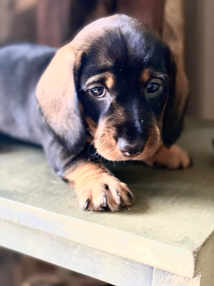 Ik wil niemand jaloers maken. Dit is Loetje, zij komt 2e paasdag bij ons wonen. Of te wel wij worden haar personeel.