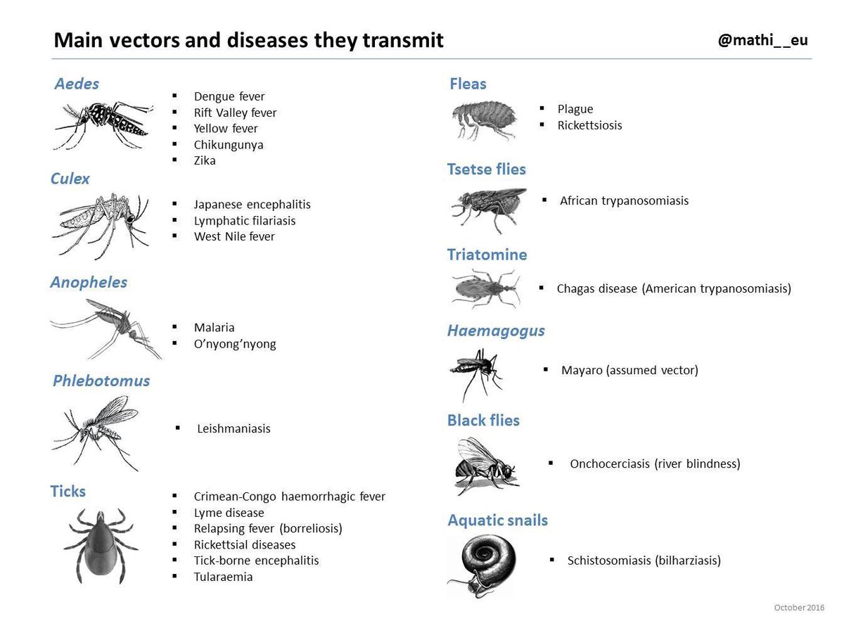 #رمضانيات 
حديثنا الليلة عن نواقل المرض  والأمراض المنقولة 
✅تمثل الأمراض المنقولة بالنواقل أكثر من...
