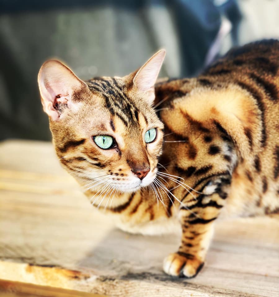 S.Thomas (@redwng2) on Twitter photo 