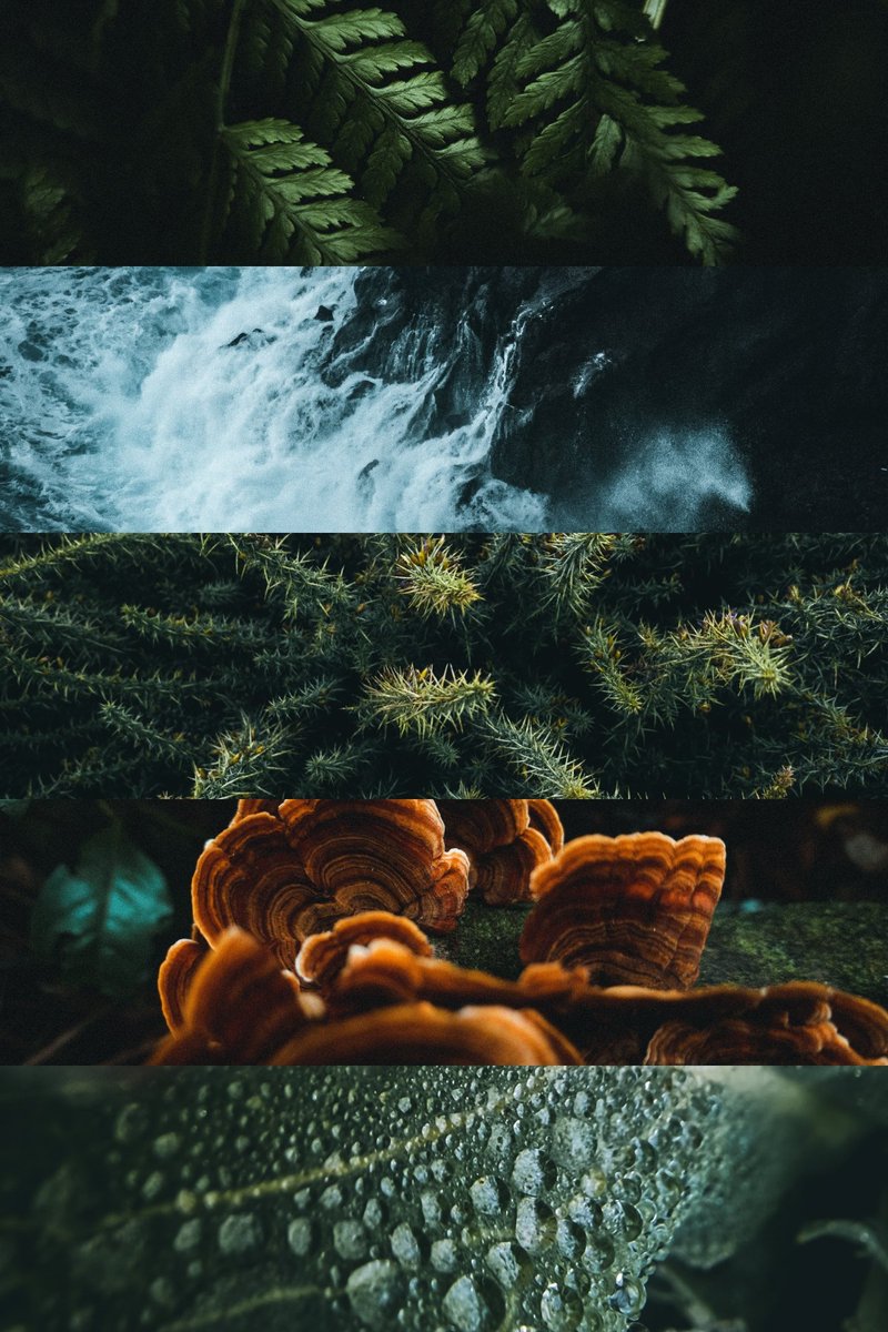 GM, it's been a minute. Offline life can be so time consuming, it's outrageous.  How have you been? Here are some detail phone shots from #Madeira 🌿