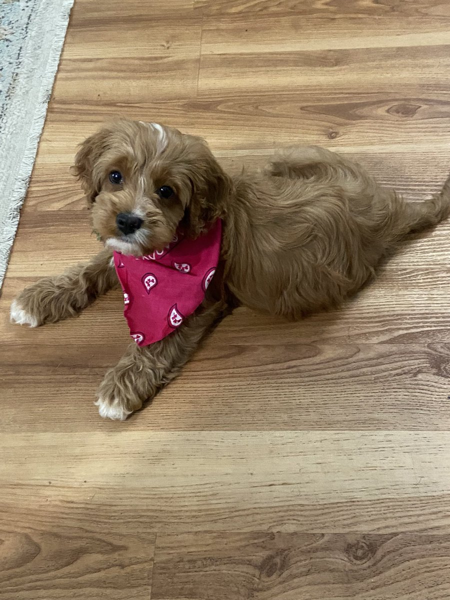 DFudrini's tweet photo. Be still my ❤️ #cockapoo #DogsofTwittter #cute https://t.co/jHjsLeq1Xp