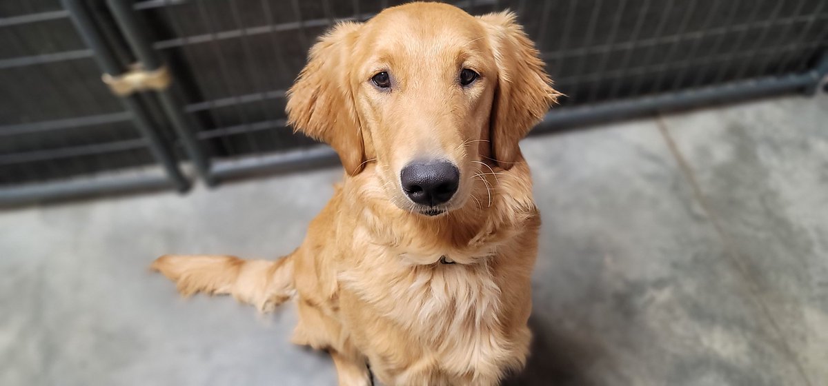 DavidLeedogs's tweet photo. Kennel work at 6a lets me hang with my new best friend "Gunner".

#dogs #dogtraining #dogtrainer #MasterDogTrainer https://t.co/gyppPOLxQN