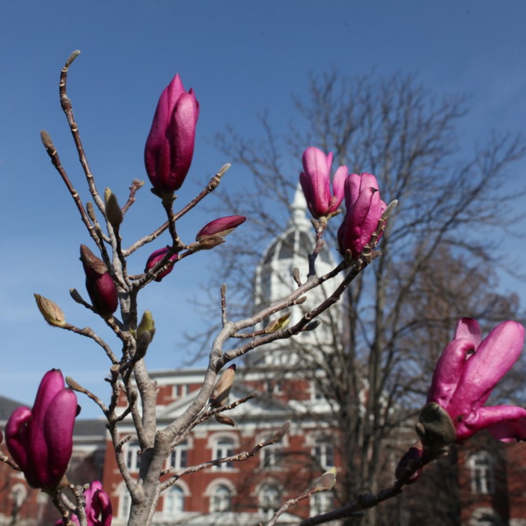 MizzouOffCampus's tweet photo. Welcome back, Tigers! It's time to spring into action and finish the semester strong! #MizzouOCSS https://t.co/3I3xUMbPGB