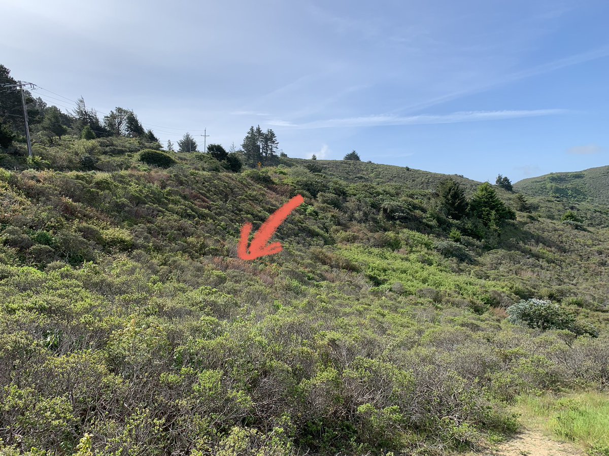 CALFIRECZU's tweet photo. BE AWARE: Poison Oak is coming out of dormancy, and the leaves are very oily. You can see red patches all over the hillside in this photo. #CaWx #California https://t.co/CuqRfToAkV