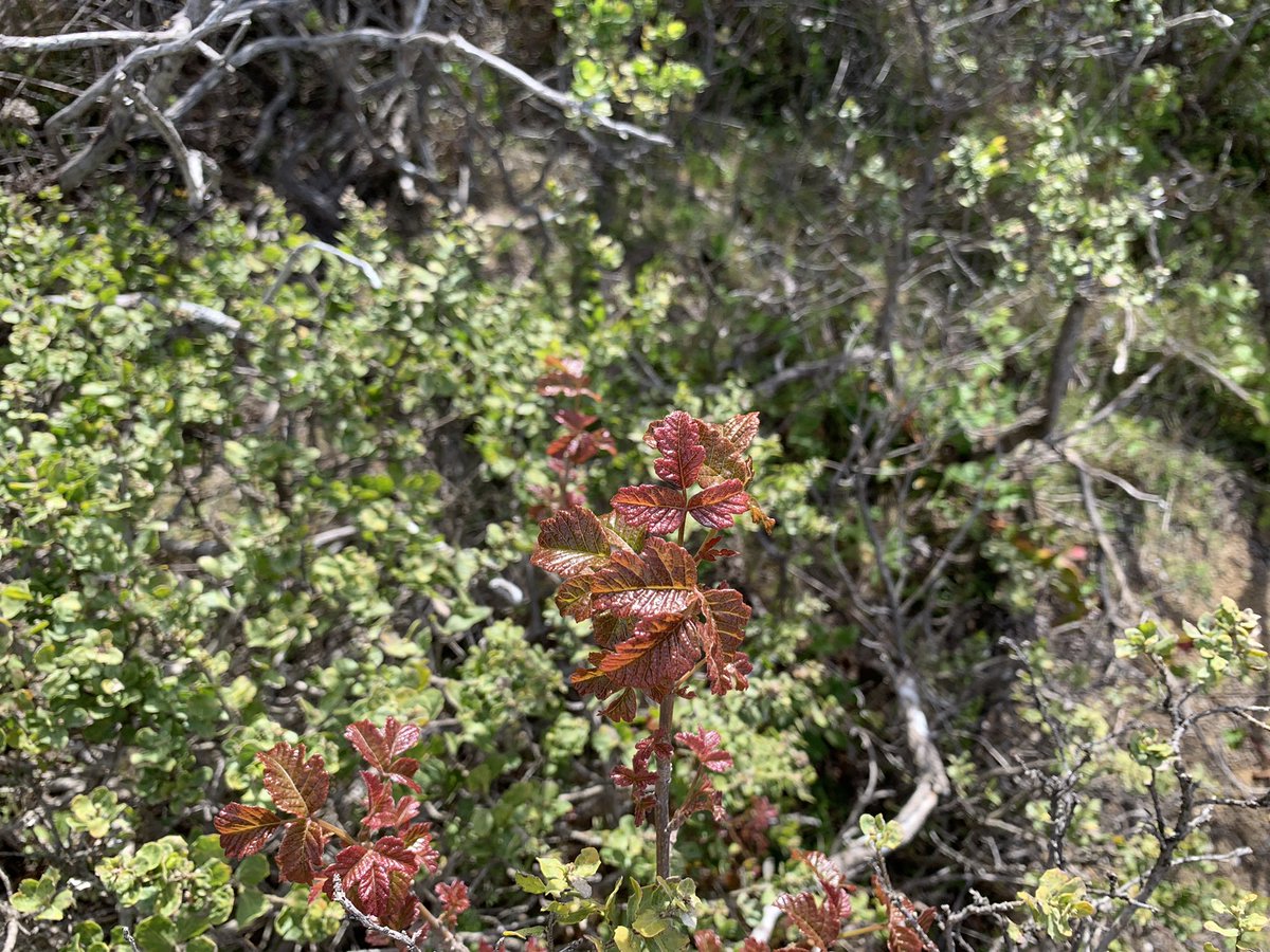 CALFIRECZU's tweet photo. BE AWARE: Poison Oak is coming out of dormancy, and the leaves are very oily. You can see red patches all over the hillside in this photo. #CaWx #California https://t.co/CuqRfToAkV