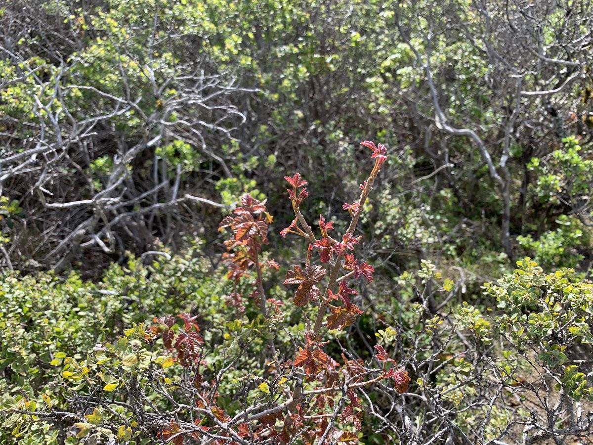 CALFIRECZU's tweet photo. BE AWARE: Poison Oak is coming out of dormancy, and the leaves are very oily. You can see red patches all over the hillside in this photo. #CaWx #California https://t.co/CuqRfToAkV