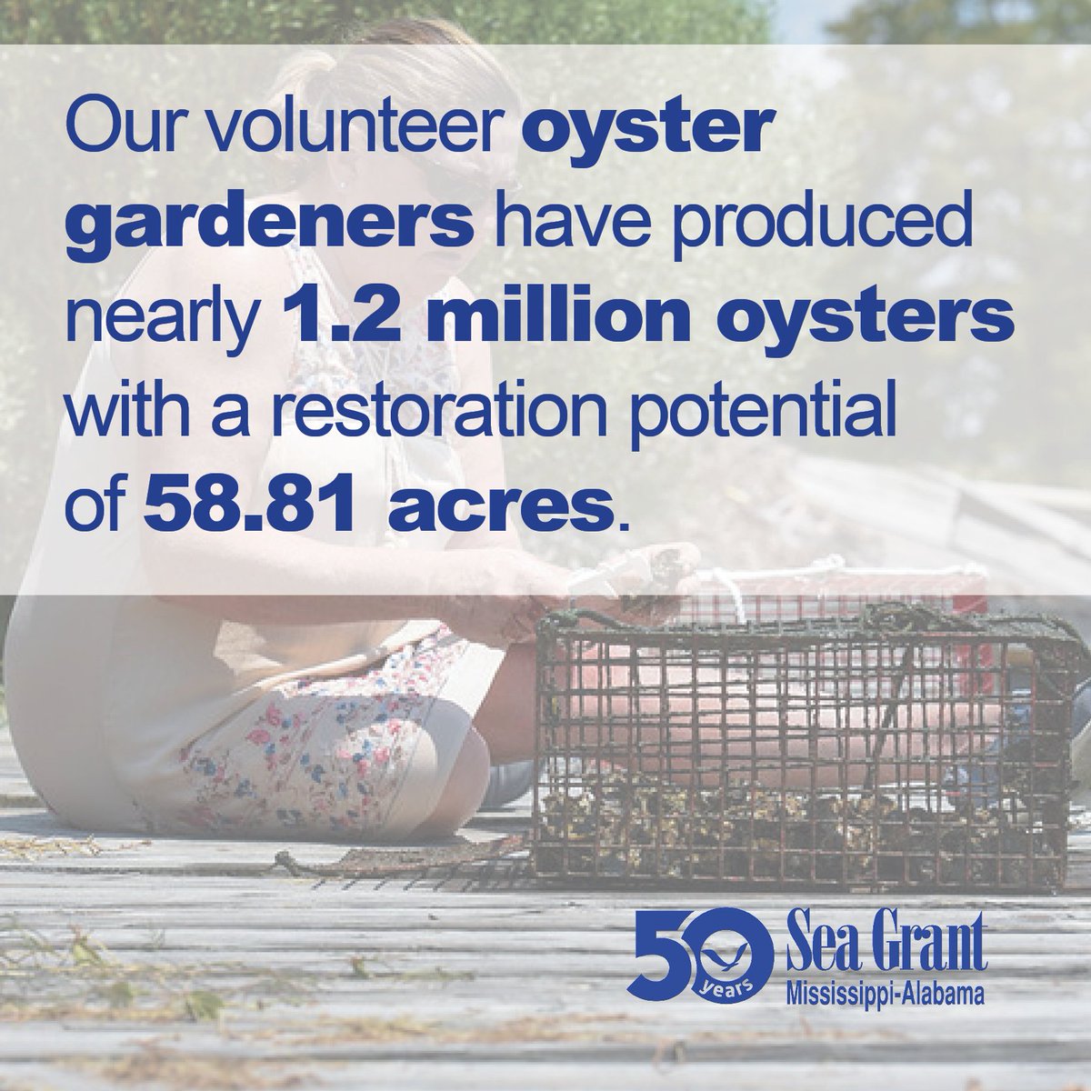 MSALSeaGrant's tweet photo. Our #oystergardening program began in Mobile Bay (AL) in 2001 and later expanded to Little Lagoon (AL) and Mississippi. #MASGC50 #SeaGrantCommSci https://t.co/jaT4IIg6jW https://t.co/5b7VoqxHKr