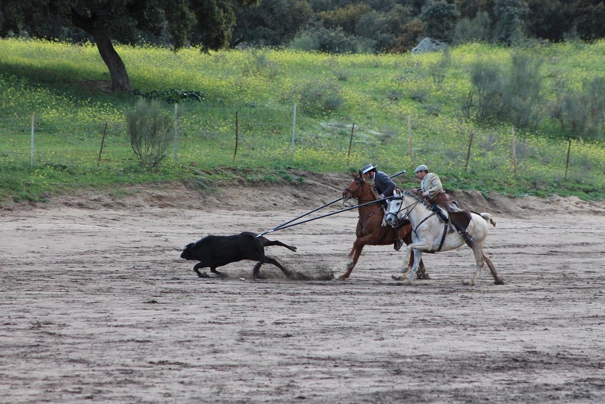 El tentadero de machos, una de las faenas más bonitas del campo +