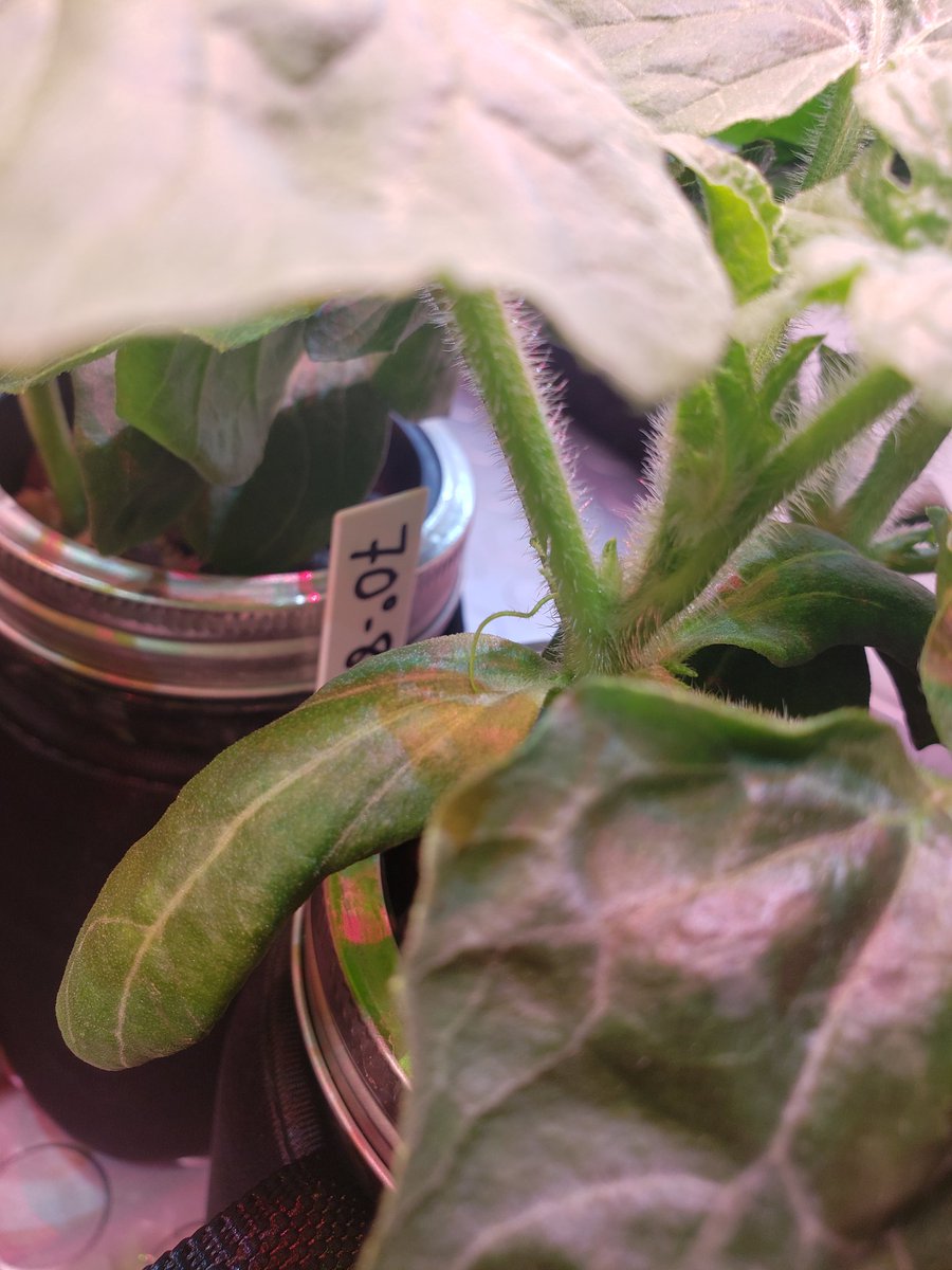 GardenCruisers's tweet image. This watermelon's got VINES!!

#GardeningTwitter #kratkymethod