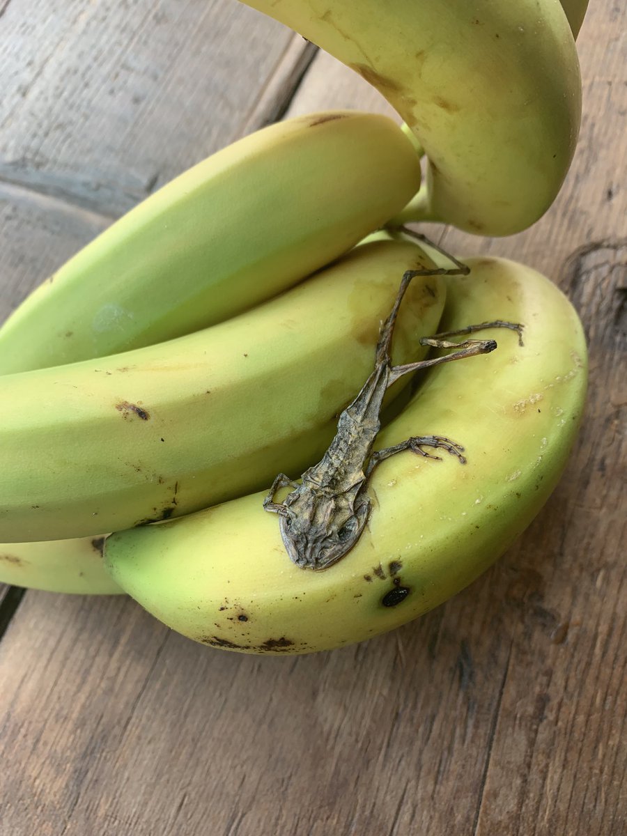 vjslack_slack's tweet photo. @Tesco thanks for my extra protein in my bananas 🤢 https://t.co/bgn87Wq2Fi
