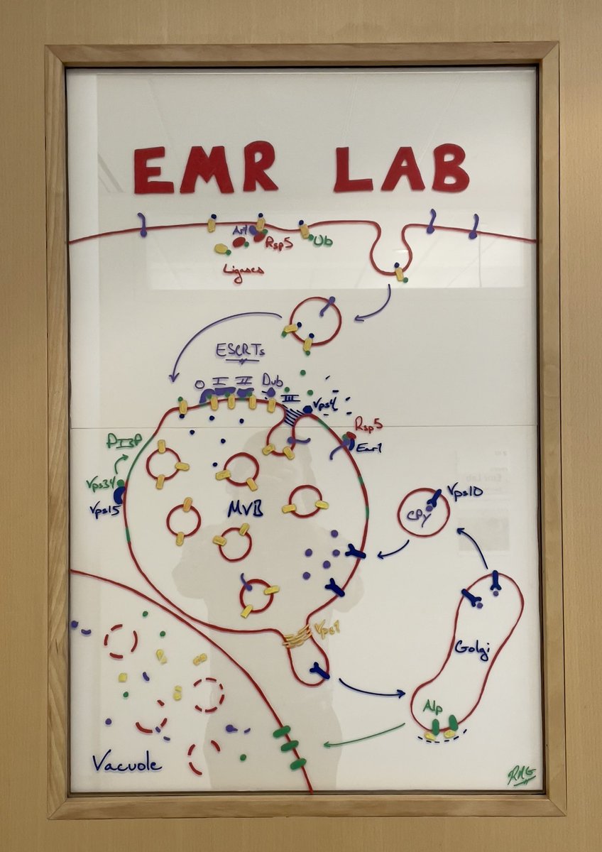 dr_robmax's tweet photo. Drew this little door illustration for the Emr Lab over the weekend. I think it came out quite nice! @weillinstitute https://t.co/6mYDmkeiCH