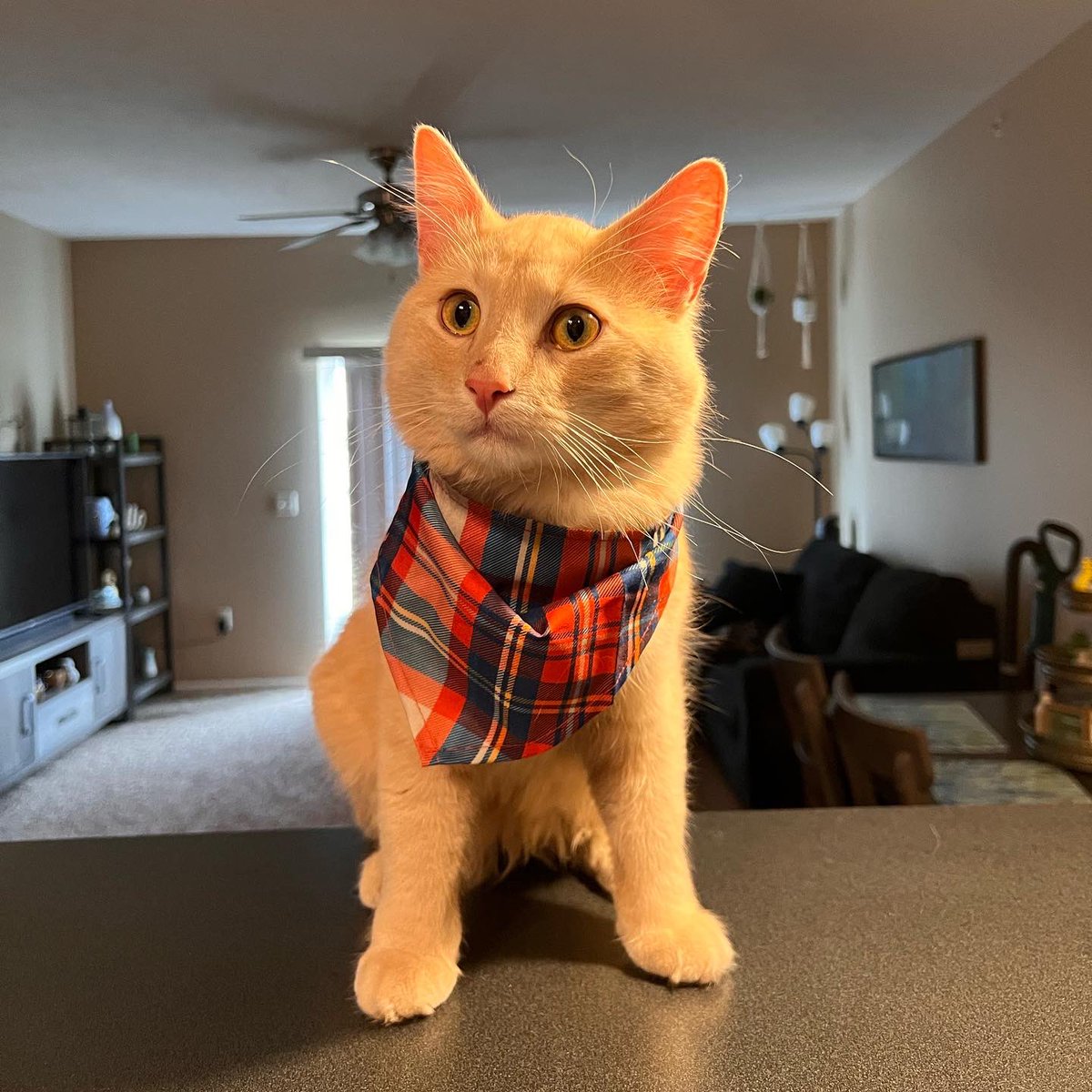 NHSCats's tweet photo. Here are your finalists for the Kitten Edition of #FeatureMyCat! Who will win - Leo, Lincoln and Birdie, Sammy, or Finn? 📸🐈

Vote in the poll below, and don't forget to tune into the #KittenShower this Wednesday to see more kittens! https://t.co/ETOsbgd15c