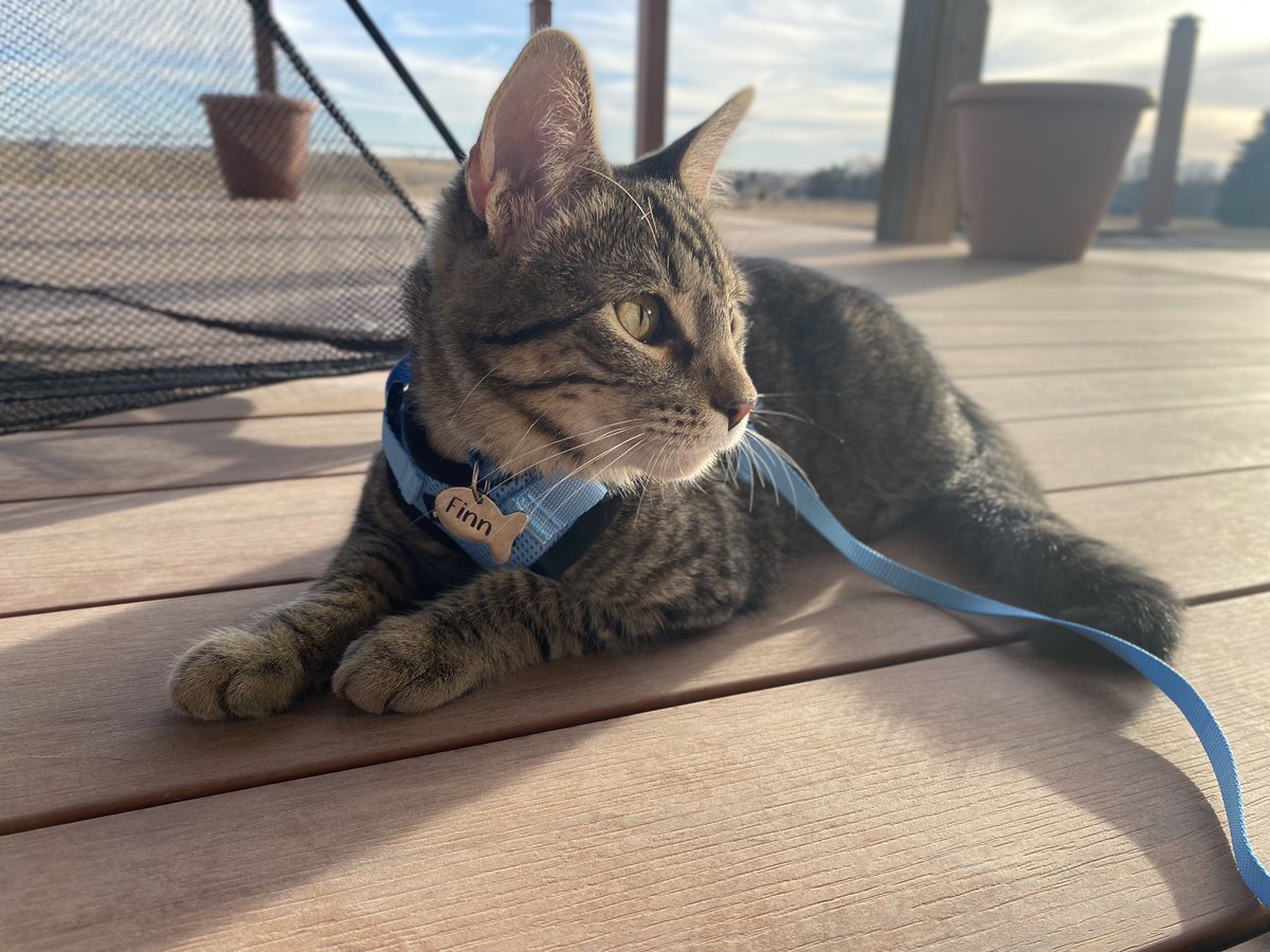 NHSCats's tweet photo. Here are your finalists for the Kitten Edition of #FeatureMyCat! Who will win - Leo, Lincoln and Birdie, Sammy, or Finn? 📸🐈

Vote in the poll below, and don't forget to tune into the #KittenShower this Wednesday to see more kittens! https://t.co/ETOsbgd15c