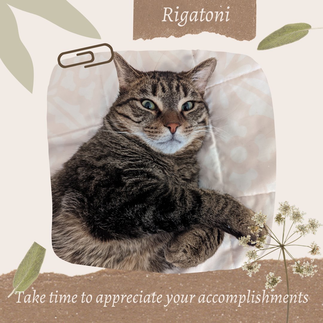GVWritingCenter's tweet photo. It's time for another Friendly Motivation Monday! Today we have Rigatoni, consultant Abbie P's fabulous friend, to remind us to Take time to appreciate our accomplishments! https://t.co/hA7viGAuzE