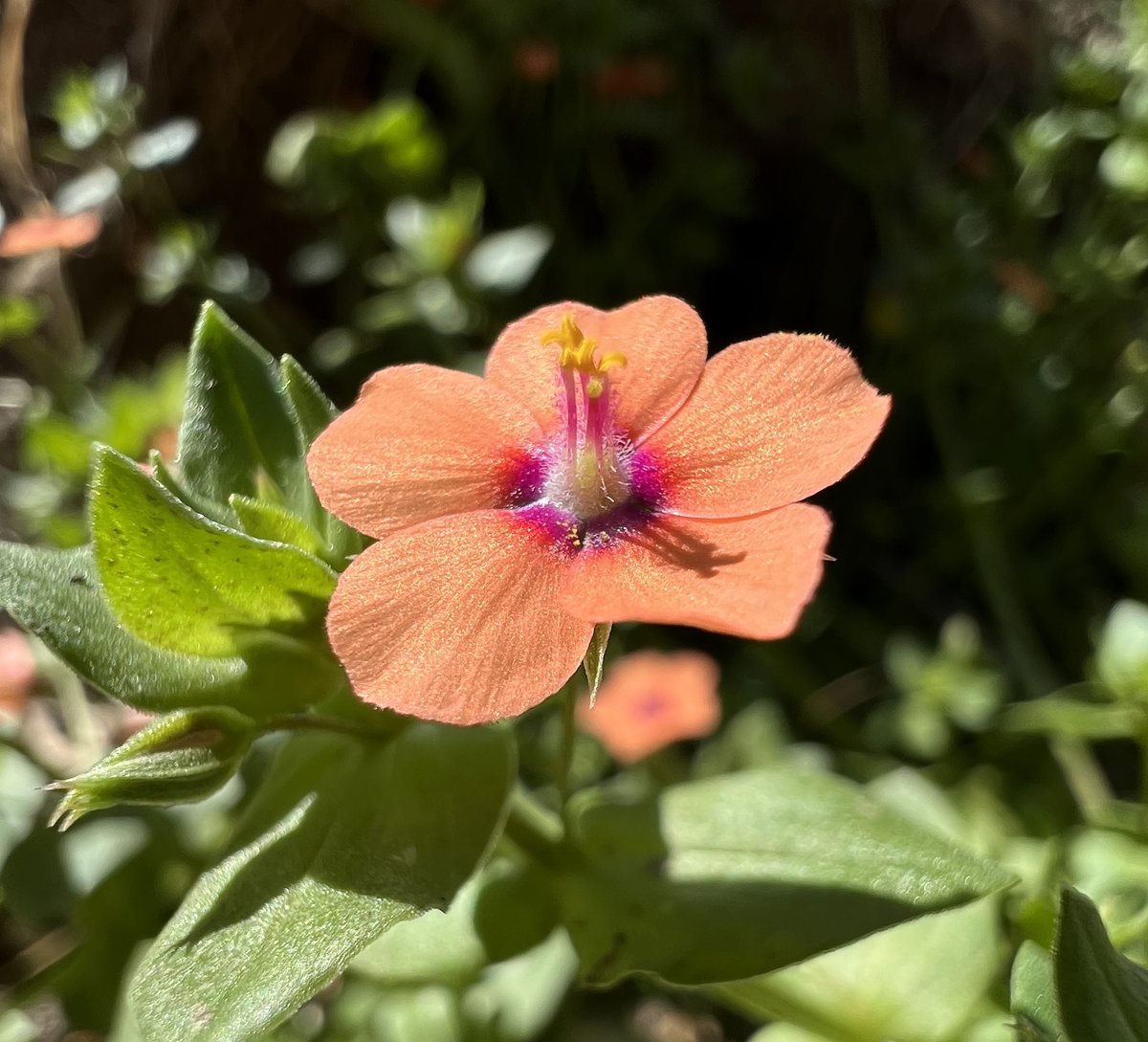 Cedar Warman 🍅🌵🌈 tweet media