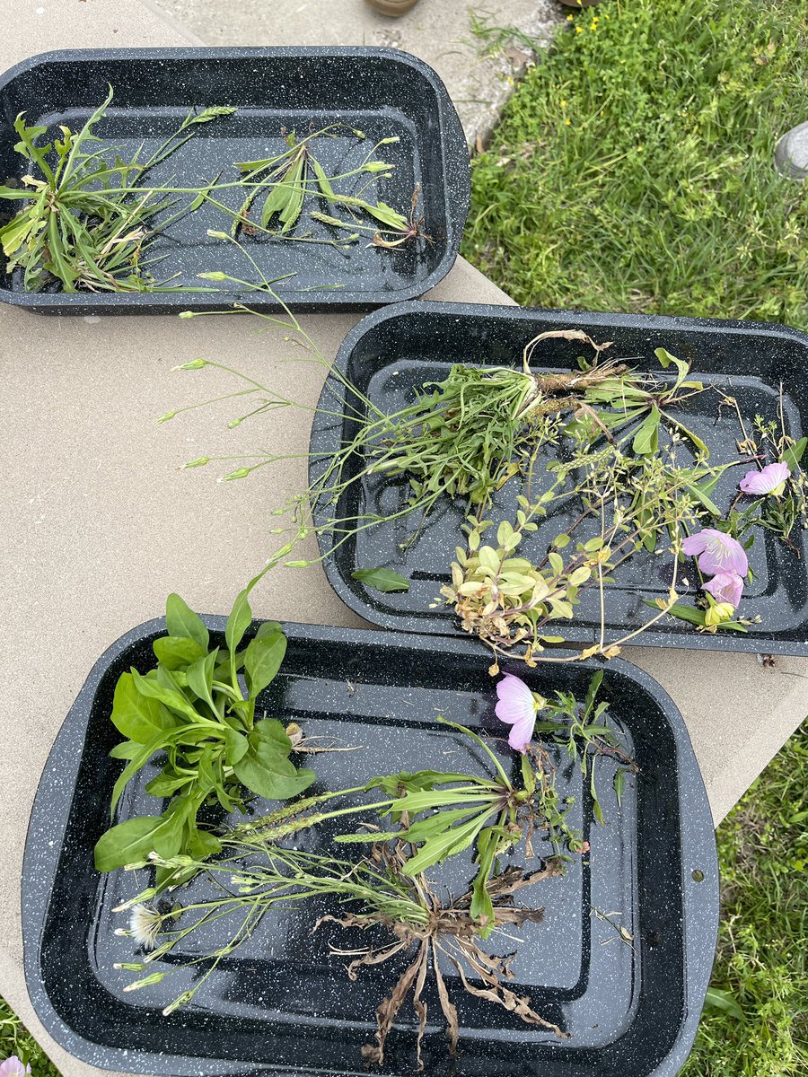 coachmunson's tweet photo. Advanced Biology did a little service learning this afternoon as we removed some “weeds” from the front of @CSHighSchool to study their structure 🌱 #PurpleScience https://t.co/WZKvirLG6J