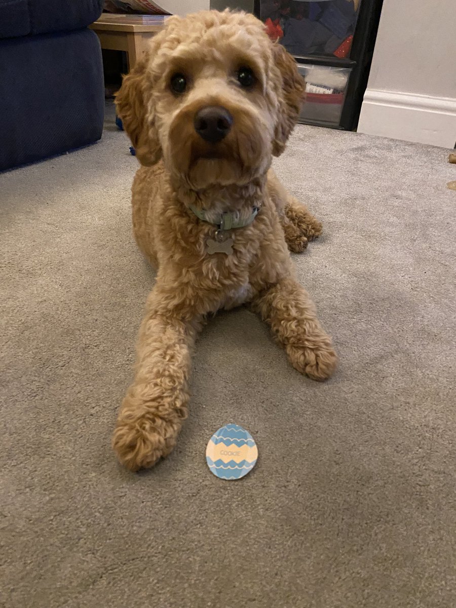 NicSnook's tweet photo. @PetsatHome #VIPEaster https://t.co/2GCQvFd6fj