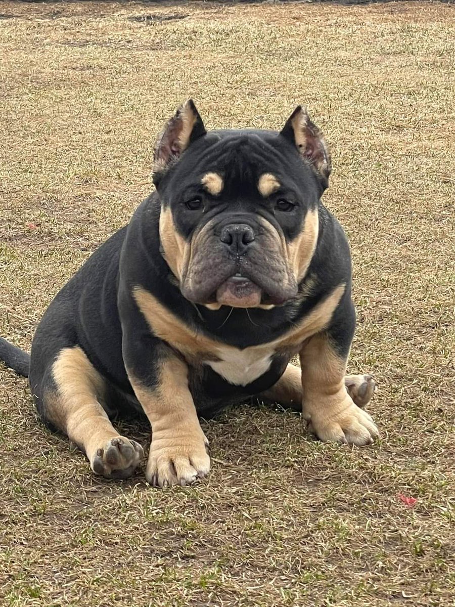 itsmasterbenny's tweet photo. Black gold just chillin. #microexotic #exotic #bullys https://t.co/yalqo6o2DU
