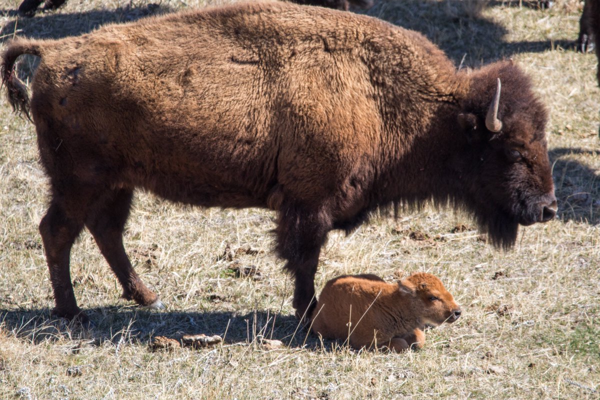 Custer State Park tweet media