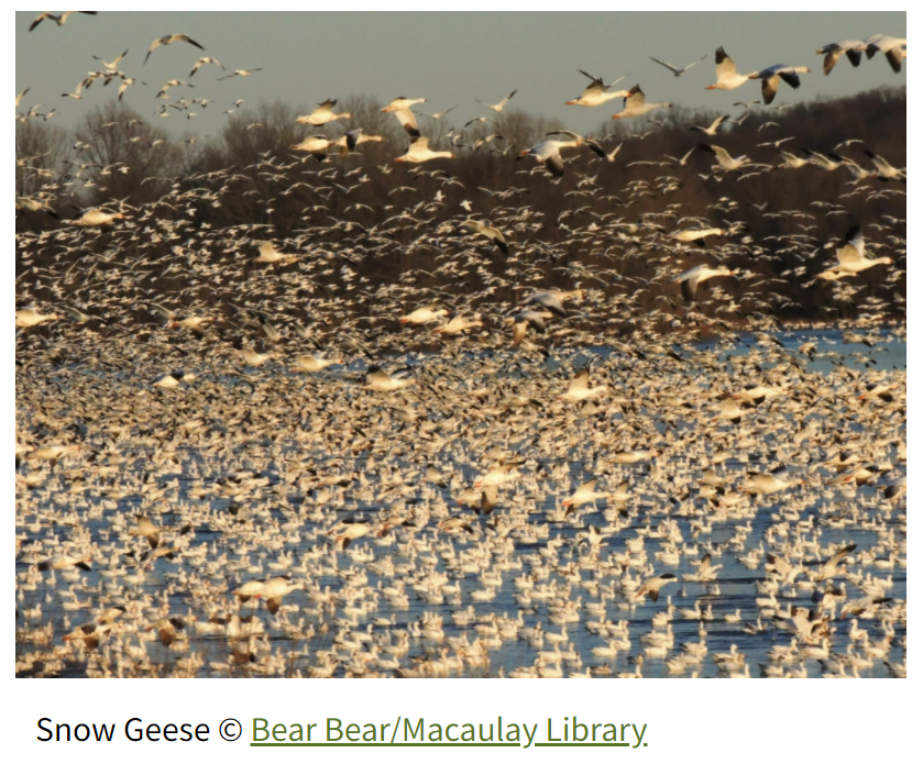 FeederWatch Canada tweet media